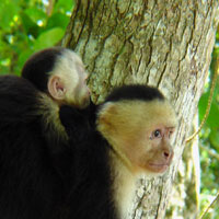 Monkeys at the Park, 2003